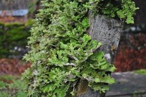 moss and lichen