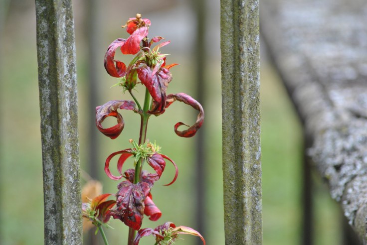 St Callan's cemetery, Rogart (3)