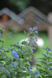 Pluscarden Abbey (30)