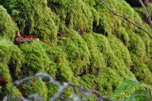 Old Craigs Inverness (6)