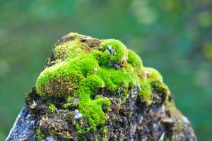 moss and lichen