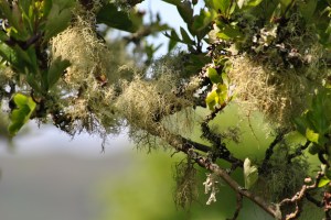 Arisaig cemetery (43)
