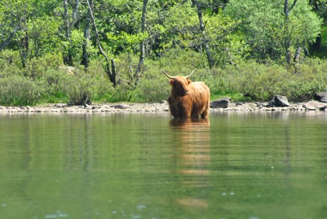 Loch Awe (65)