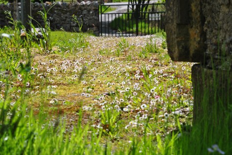 kinlochlaigh-old-churchyard-14