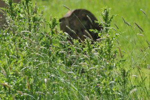 They led an austere life but always kept the joy in God’s creation, wildlife, plants, and birds. The natural world played a major part in their belief which was predominantly Catholic. 