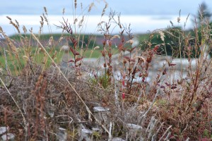 Morvern Livingstone Stewart of Appin