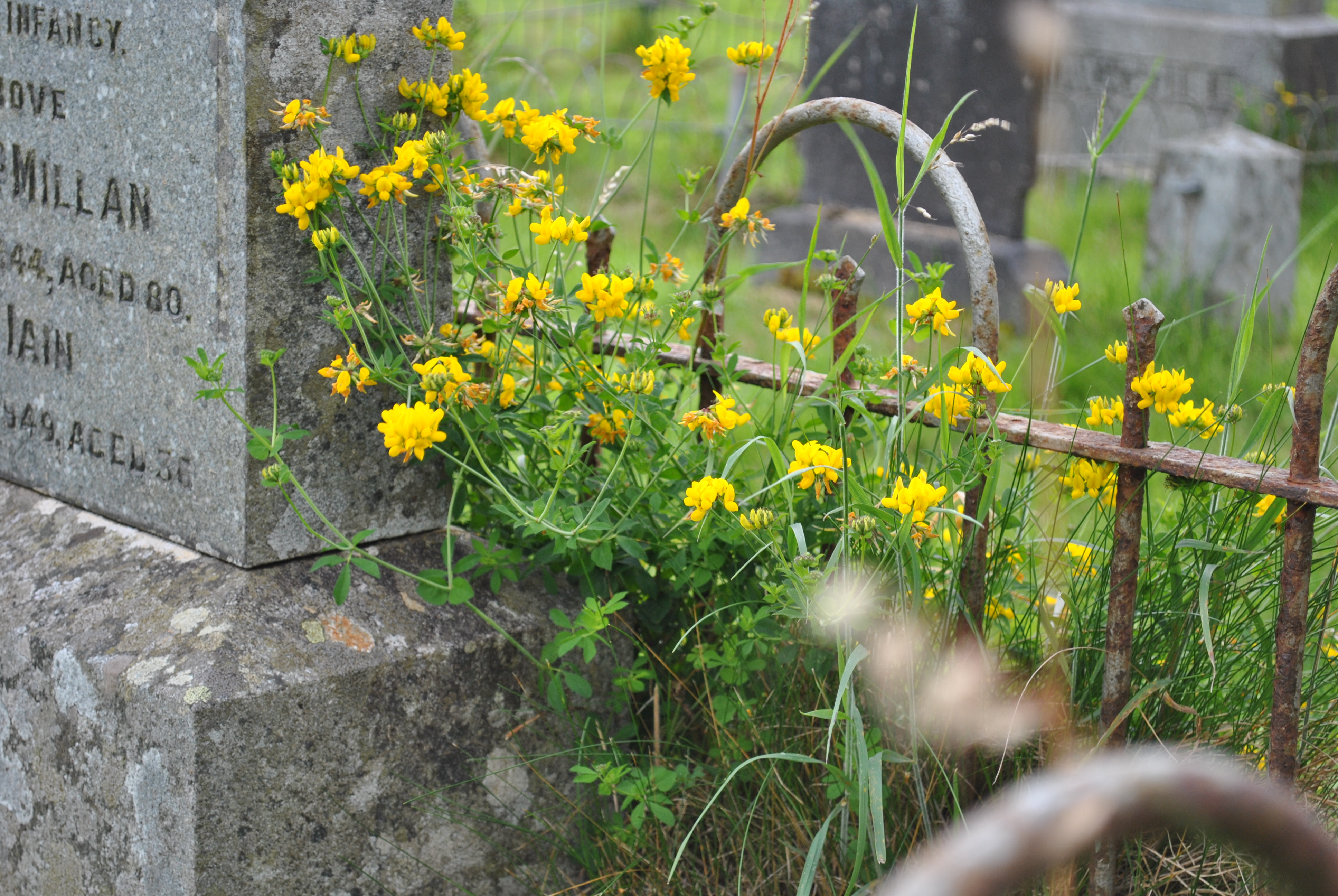 ruin medieval church, Cill Choluimchille, Lochaline, Morvern, Scotland