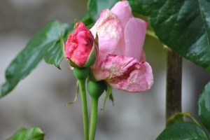 Brechin Cathedral graveyard