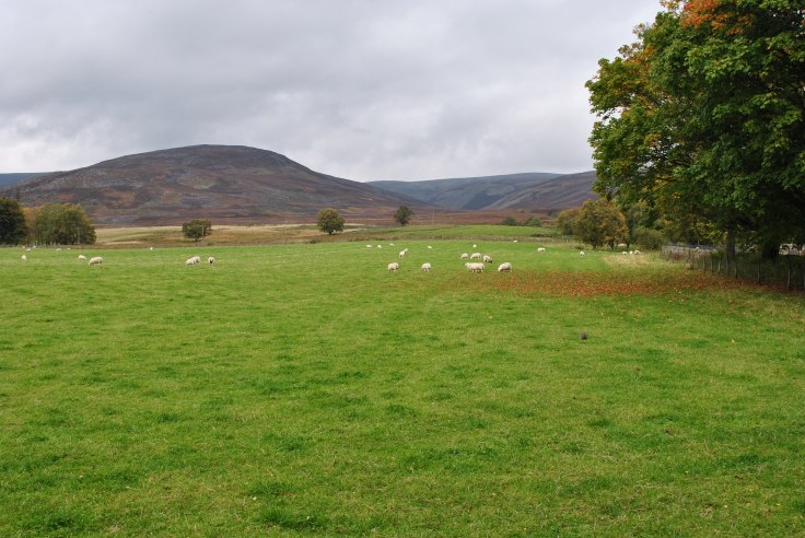 shepherd sheep market