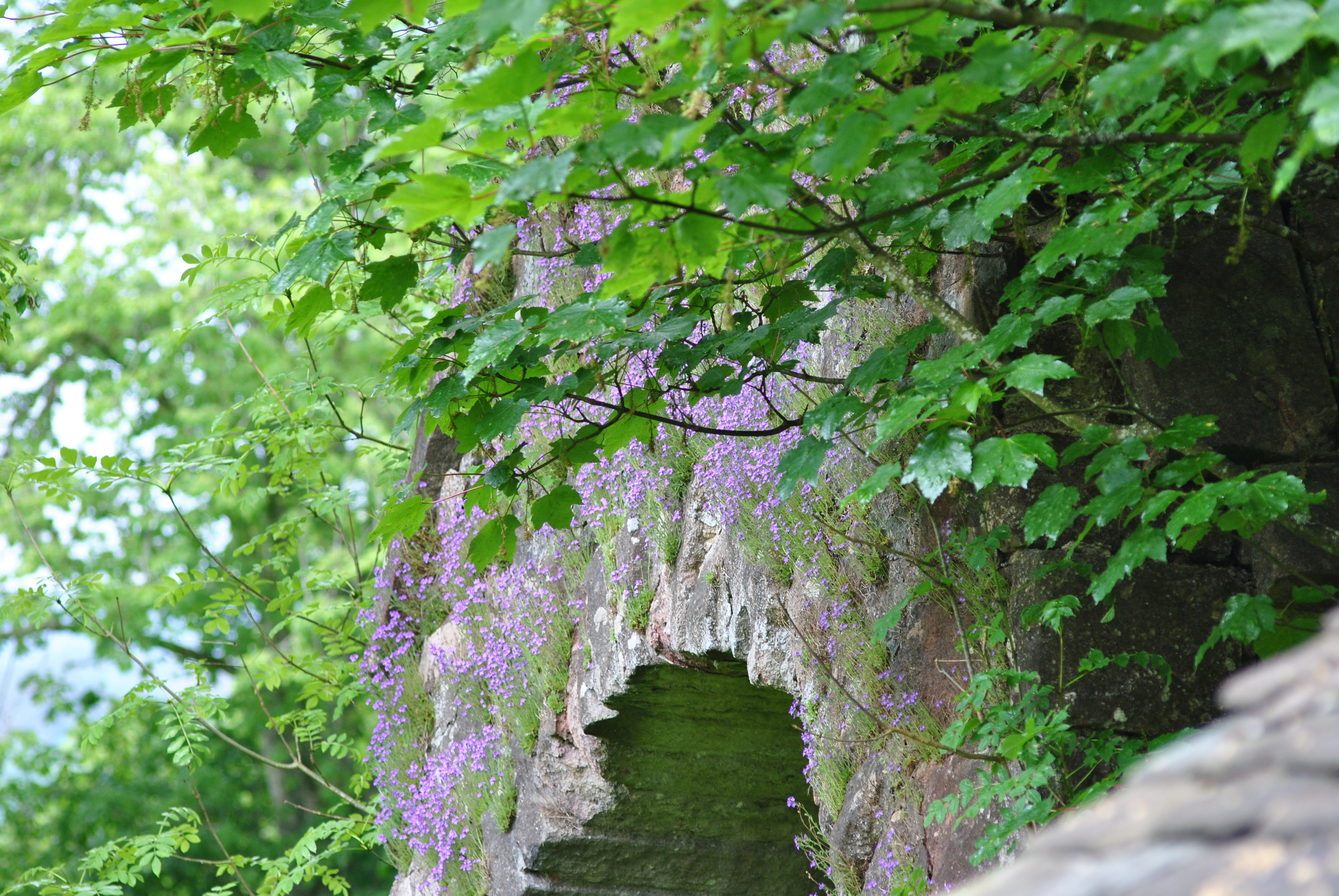 The wide impressive portal covered in bellflower is a sight of sheer beauty in summer. The bell bears the arms of the Graham family and dates back to the 15th century, therefore it is much older than the gable in which it was fitted.
