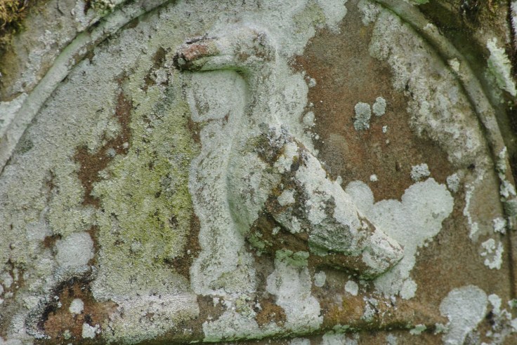 The Christian pelican symbol owes its existence to a visual error. They were believed to feed their young by hacking into their own breast to draw blood and then feed their offspring. 