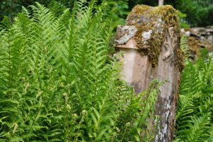 There are a number of burial plots for just one family in Scotland and Leckine is the one of the Clan, situated on the land that belonged to the MacLarens of Ardveich for centuries, the area around Lochearnhead. 