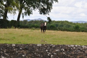 Bothkennar and Carronshore Kirkyard Graveyards of Scotland Nellie Merthe Erkenbach Farmers sailors miners