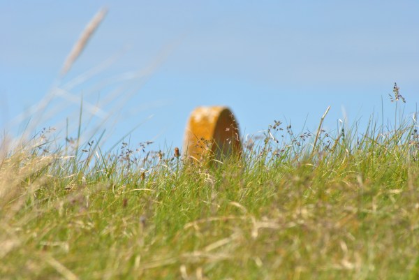 tip of gravestone behind summer grass