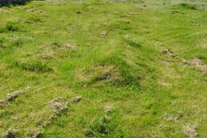 Older graves without tombstones tend to disappear fast from recognition, like on this one.
