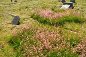 wild flowers on graves