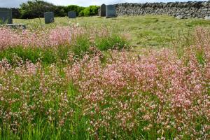 wild flowers on graves