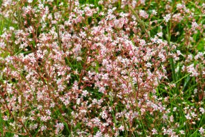 wild flowers on graves