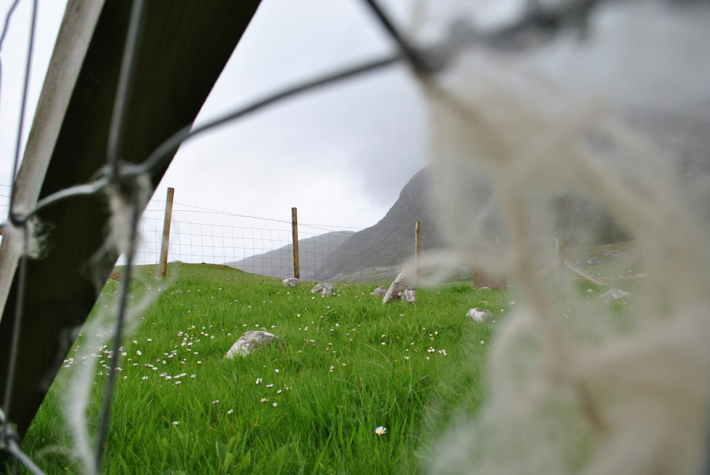 graves seen throuh a sheep fence