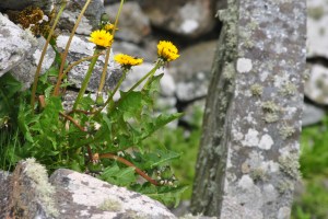 flower and stone