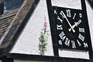 church clock and fireweed