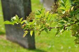 branch and gravestone
