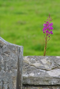 fireweed and gravestones