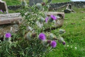 thistle closeup