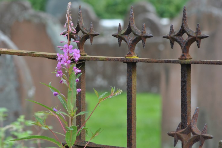 fireweed on grave