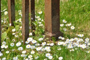 daisies and rusty iron