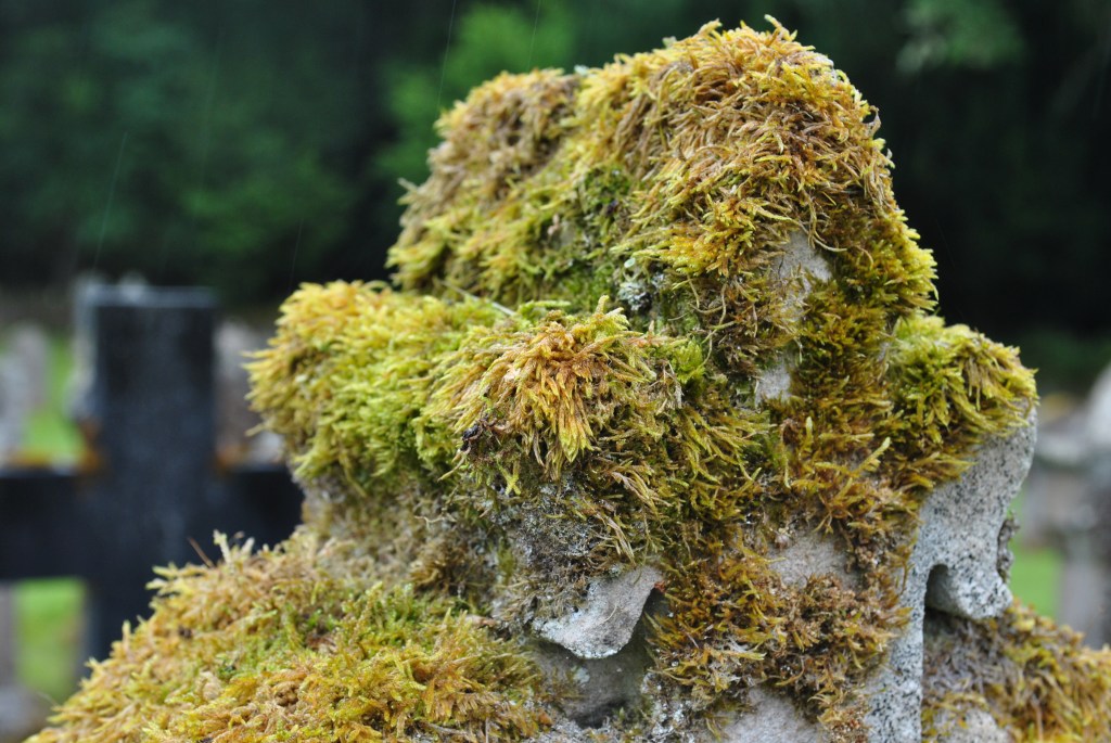 moss on gravestone